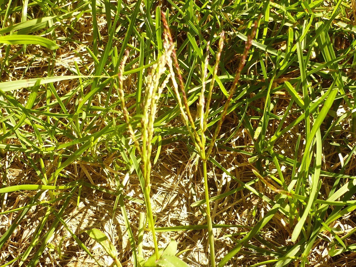Digitaria sanguinalis (Poaceae)